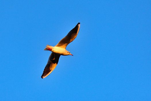 Flying seagull at sunset with blue sky in the background. Beautiful bird picture in winter nature. 