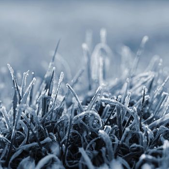 Frozen grass. Beautiful natural colorful background for winter season.