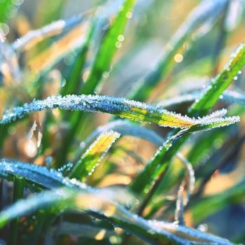 Frozen grass. Beautiful natural colorful background for winter season.