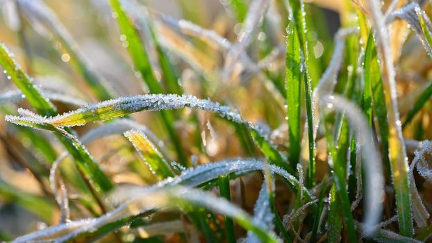 Frozen grass. Beautiful natural colorful background for winter season.