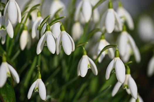 First spring flowers with colorful natural background on a sunny day. Beautiful little white snowdrops in the grass. End of winter season in nature. (Galanthus nivalis)