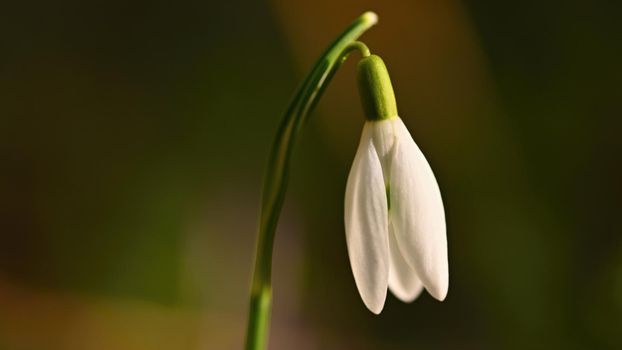 Snowdrops spring flowers. Beautifully blooming in the grass at sunset. Delicate Snowdrop flower is one of the spring symbols. (Amaryllidaceae - Galanthus nivalis)