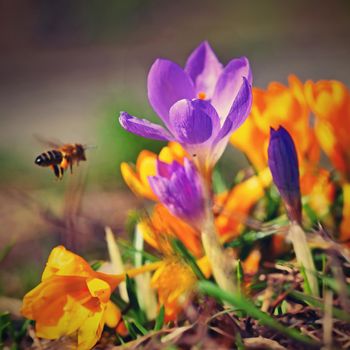 Spring flowers with flying bee. Beautiful colorful first flowers on meadow with sun. 
Crocus Romance Yellow - Crocus Chrysanthus - Crocus tommasinianus - Crocus Tommasini.