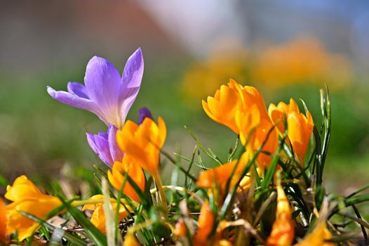 Spring flowers. Beautiful colorful first flowers on meadow with sun.
Crocus Romance Yellow - Crocus Chrysanthus - Crocus tommasinianus - Crocus Tommasini.