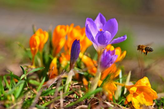 Spring flowers with flying bee. Beautiful colorful first flowers on meadow with sun. 
