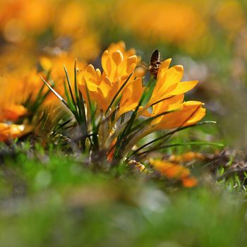 Spring orange flowers. Beautiful colorful first flowers on meadow with sun. Crocus Romance Yellow - Crocus Chrysanthus - Crocus tommasinianus - Crocus Tommasini.