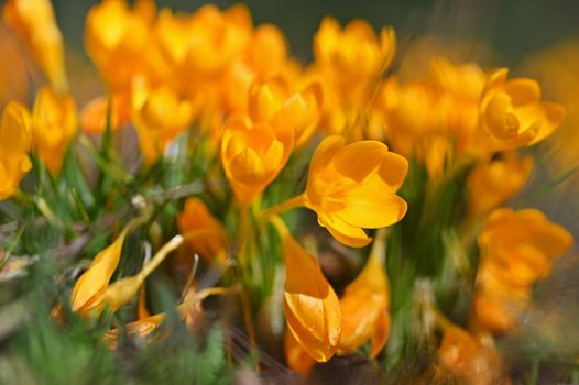 Spring flowers. Beautiful colorful first flowers on meadow with sun.
Crocus Romance Yellow - Crocus Chrysanthus - Crocus tommasinianus - Crocus Tommasini.
