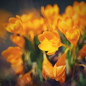 Spring flowers. Beautiful colorful first flowers on meadow with sun.
Crocus Romance Yellow - Crocus Chrysanthus - Crocus tommasinianus - Crocus Tommasini.