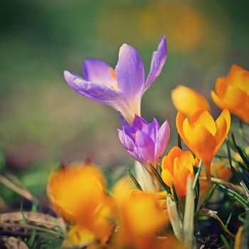 Spring flowers. Beautiful colorful first flowers on meadow with sun.
Crocus Romance Yellow - Crocus Chrysanthus - Crocus tommasinianus - Crocus Tommasini.