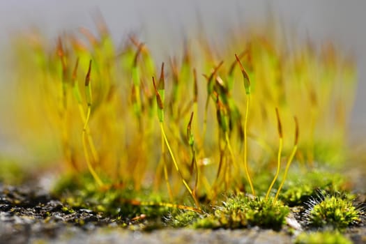 Macro shot of moss. Natural colorful background.