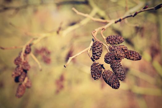 Alder with catkins. Beautiful natural colorful background with tree and branches.  (corylus avellana) 