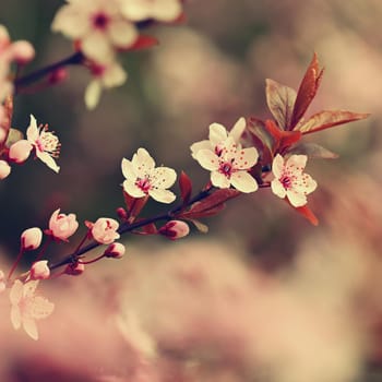 Beautiful flowering Japanese cherry Sakura. Season Background. Outdoor natural blurred background with flowering tree in spring sunny day.