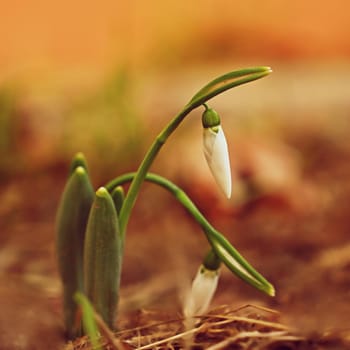 Snowdrops. First spring flowers in the grass. Natural colorful background in the garden. (Galanthus)