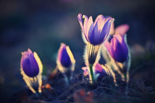 Spring background with flowers in meadow. Pasque Flower (Pulsatilla grandis)
