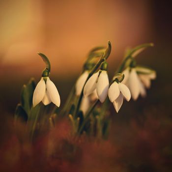 Snowdrops. First beautiful small white spring flowers in winter time. Colorful nature background at the sunset.  (Galanthus).
