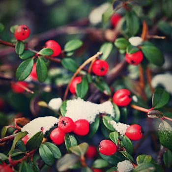 Small red berries on a bush with snow in winter time.