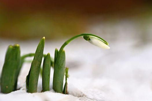 Snowdrops. First spring flowers in the snow. Natural colorful background in the garden. (Galanthus)