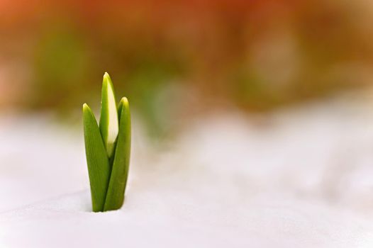 Snowdrops. First spring flowers in the snow. Natural colorful background in the garden. (Galanthus)