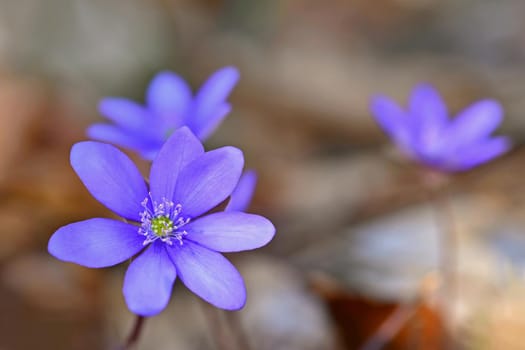 Spring flower. Beautiful purple plant in the forest. Colorful natural background. (Hepatica nobilis)