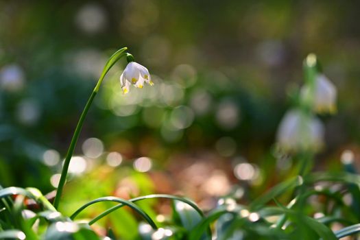 Spring snowflake (Leucojum vernum) Beautiful white spring flower in forest. Colorful nature background.