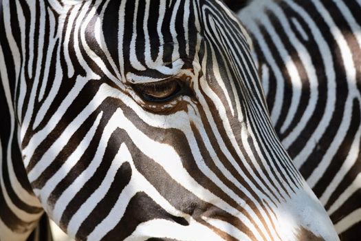 A beautiful shot of an animal in nature. Eye of zebra.