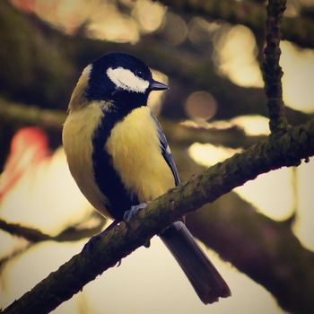 A beautiful shot of a bird on a tree in nature. (Parus major)