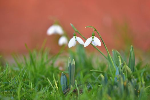 Snowdrops spring flowers. Beautifully blooming in the grass at sunset. Delicate Snowdrop flower is one of the spring symbols. (Amaryllidaceae - Galanthus nivalis)