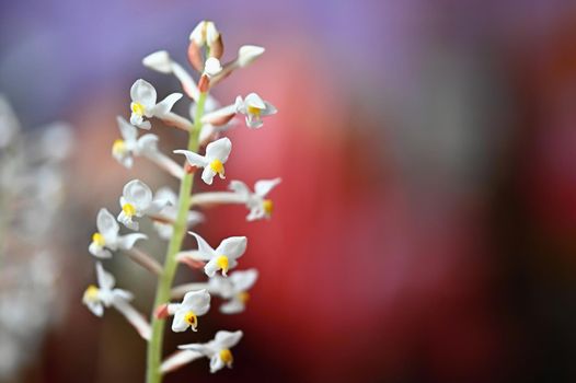 Beautiful flower. Macro shot of nature. Jewel Orchid - Ludisia discolor.