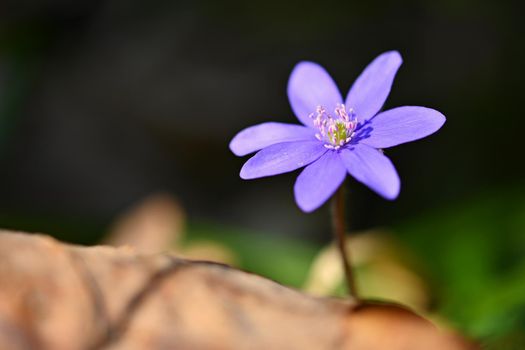 Spring flower. Beautiful purple plant in the forest. Colorful natural background. (Hepatica nobilis)