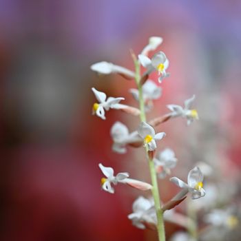 Beautiful flower. Macro shot of nature. Jewel Orchid - Ludisia discolor.