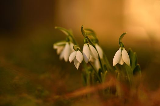 Snowdrops. First beautiful small white spring flowers in winter time. Colorful nature background at the sunset.  (Galanthus).