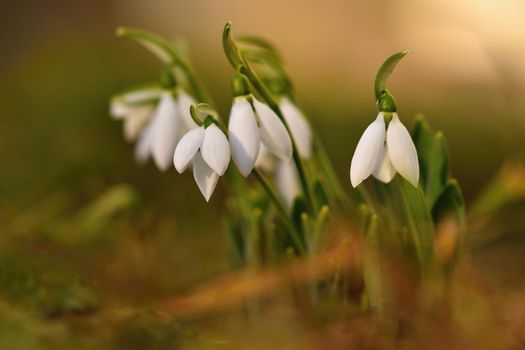 Snowdrops spring flowers. Beautifully blooming in the grass at sunset. Delicate Snowdrop flower is one of the spring symbols. (Amaryllidaceae - Galanthus nivalis)