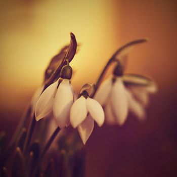 Snowdrops spring flowers. Beautifully blooming in the grass at sunset. Delicate Snowdrop flower is one of the spring symbols. (Amaryllidaceae - Galanthus nivalis)