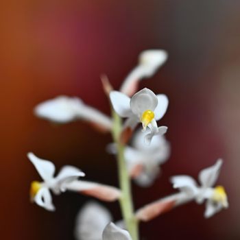 Beautiful flower. Macro shot of nature. Jewel Orchid - Ludisia discolor.