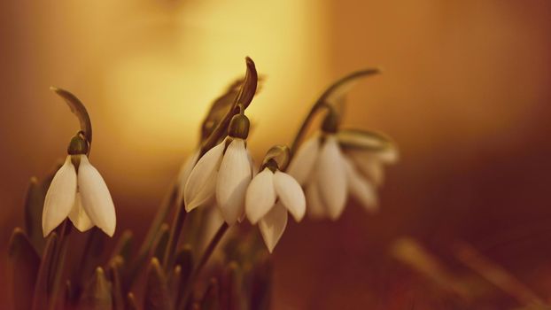 Snowdrops spring flowers. Beautifully blooming in the grass at sunset. Delicate Snowdrop flower is one of the spring symbols. (Amaryllidaceae - Galanthus nivalis)