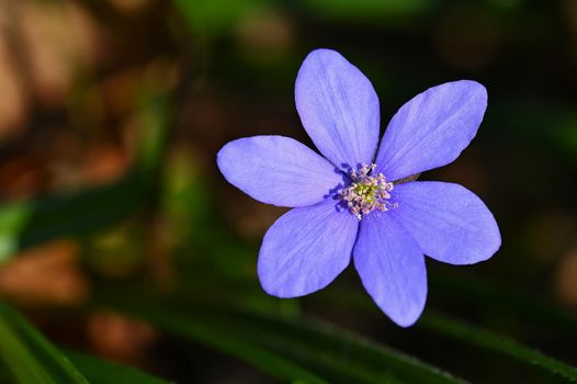 Spring flower. Beautiful purple plant in the forest. Colorful natural background. (Hepatica nobilis)