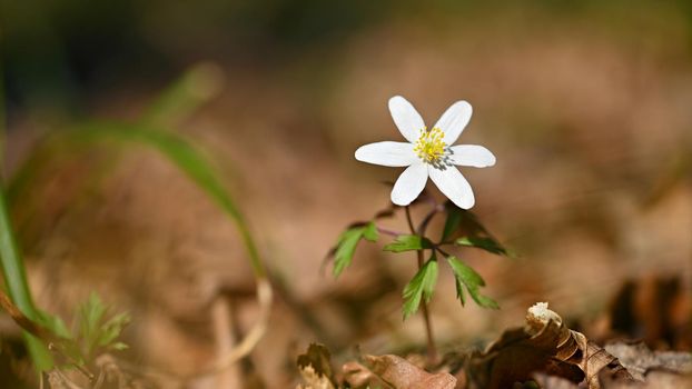 Spring white flowers in the grass Anemone (Isopyrum thalictroides)