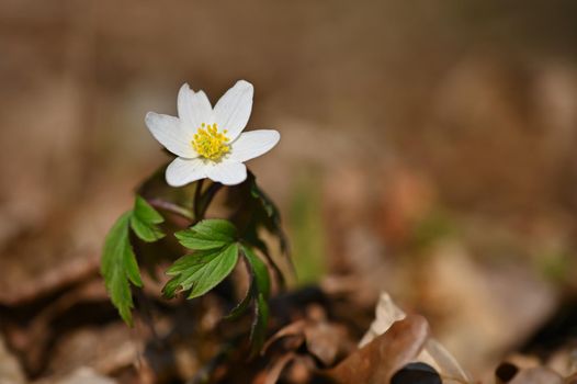Spring white flowers in the grass Anemone (Isopyrum thalictroides)