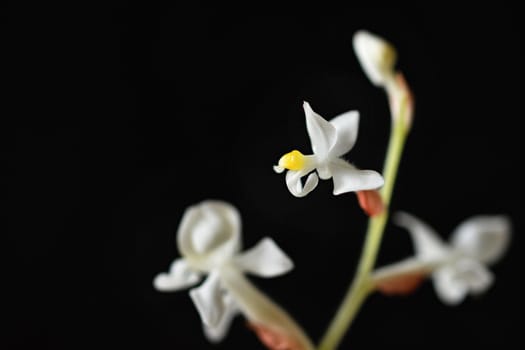 Ludisia discolor (Jewel Orchid) A beautiful blossoming white flower on a clean black background.