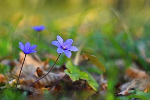 Spring flower. Beautiful purple plant in the forest. Colorful natural background. (Hepatica nobilis)