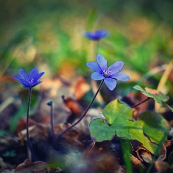 Spring flower. Beautiful purple plant in the forest. Colorful natural background. (Hepatica nobilis)