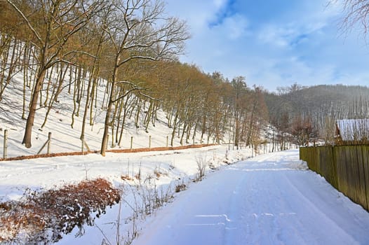 Winter landscape - frosty trees in the forest. Nature covered with snow. Beautiful seasonal natural background.