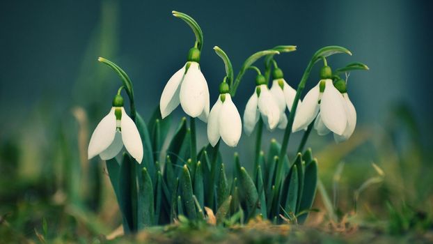 Snowdrops spring flowers. Beautifully blooming in the grass at sunset. Delicate Snowdrop flower is one of the spring symbols. (Amaryllidaceae - Galanthus nivalis)