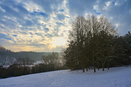 Winter landscape - frosty trees in the forest. Nature covered with snow. Beautiful seasonal natural background.