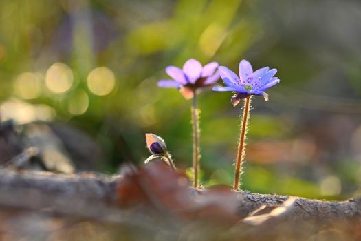 Spring flower. Beautiful purple plant in the forest. Colorful natural background. (Hepatica nobilis)