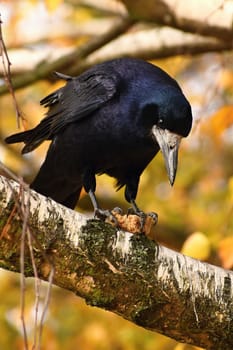 Beautiful picture of a bird - raven / crow in autumn nature.
(Corvus frugilegus)