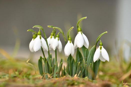 Snowdrops spring flowers. Beautifully blooming in the grass at sunset. Delicate Snowdrop flower is one of the spring symbols. (Amaryllidaceae - Galanthus nivalis)