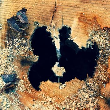 Destroyed tree trunk. Bark beetle attacked the forest.
(Scolytinae, Ipinae)