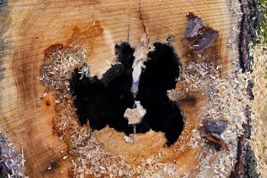 Destroyed tree trunk. Bark beetle attacked the forest.
(Scolytinae, Ipinae)