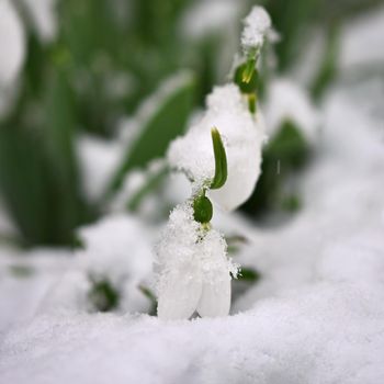 Snowdrops spring flowers. Beautifully blooming in the grass at sunset. Delicate Snowdrop flower is one of the spring symbols. (Amaryllidaceae - Galanthus nivalis)